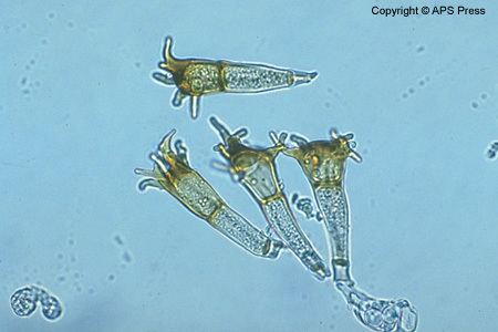 Puccinia coronata Puccinia coronata on barley