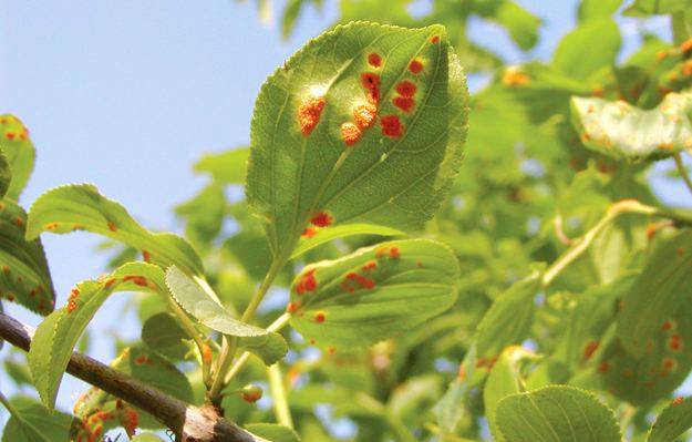 Puccinia coronata Puccinia coronata var avenae on buckthorn