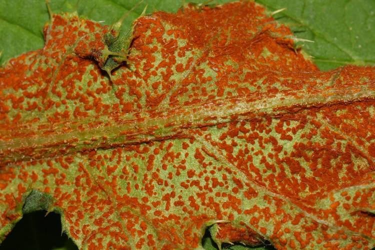 Puccinia Puccinia punctiformis