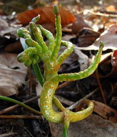 Puccinia mariae-wilsoniae httpsuploadwikimediaorgwikipediacommonsthu