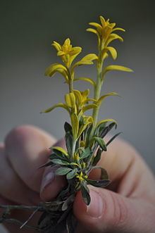 Puccinia monoica httpsuploadwikimediaorgwikipediacommonsthu