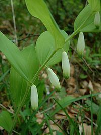 Puckham Woods httpsuploadwikimediaorgwikipediacommonsthu
