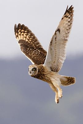 Pueo 1000 images about Pueo Hawaiian Owl on Pinterest Short eared
