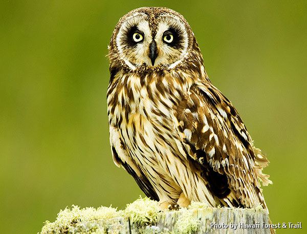 Pueo 1000 images about Pueo Hawaiian Owl on Pinterest Short eared