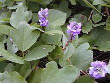 Pueraria montana httpsuploadwikimediaorgwikipediacommonsthu