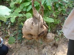 Pueraria tuberosa selected Discover Life