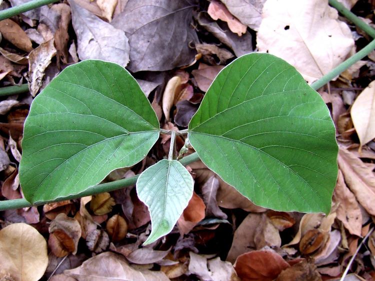 Pueraria tuberosa Indian Kudzu pueraria tuberosa fabaceae 20090616cec0026 Flickr