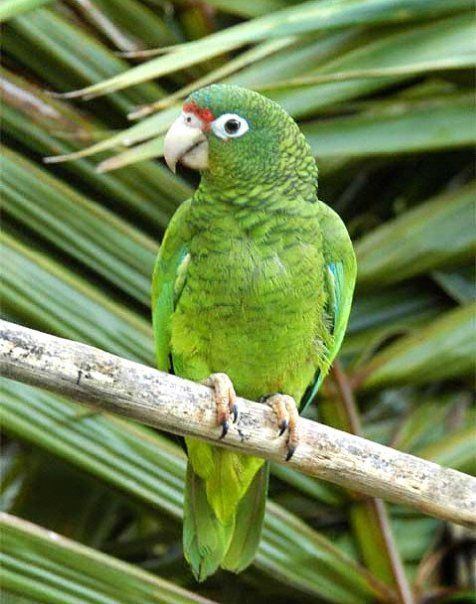 Puerto Rican amazon ParrotThe Puerto Rican Amazon Amazona vittata also known as the