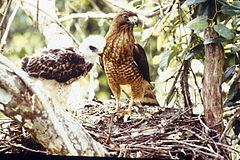Puerto Rican broad-winged hawk httpsuploadwikimediaorgwikipediacommonsthu