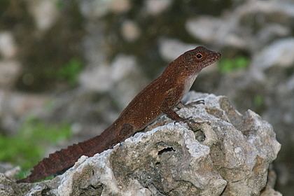 Puerto Rican crested anole Anoles