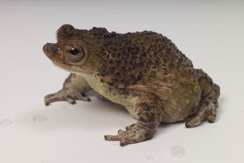 Puerto Rican crested toad Puerto Rican Crested Toad Saint Louis Zoo