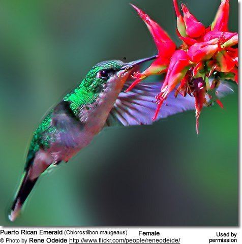 Puerto Rican emerald httpswwwbeautyofbirdscomimagesbirdsPuertoR
