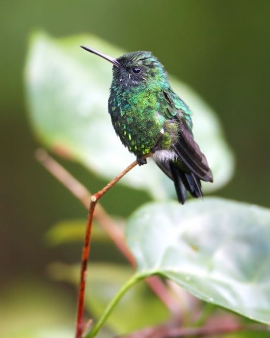 Puerto Rican emerald Puerto Rican Emerald BirdForum Opus