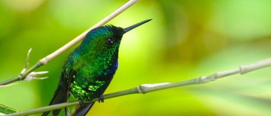 Puerto Rican emerald Puerto Rican Emerald AvesPRorg