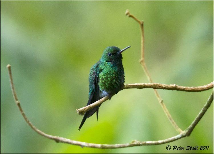 Puerto Rican emerald Puerto Rican emerald