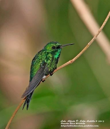 Puerto Rican emerald Puerto Rican Emerald