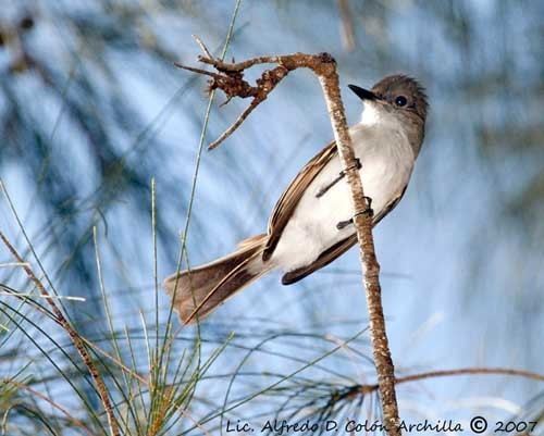 Puerto Rican flycatcher wwwoiseauxbirdscompasseriformestyrannidestyr