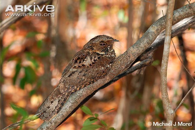 Puerto Rican nightjar Puerto Rican nightjar videos photos and facts Caprimulgus