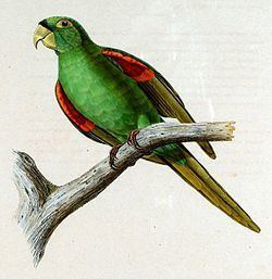 Puerto Rican parakeet httpsuploadwikimediaorgwikipediacommonsthu