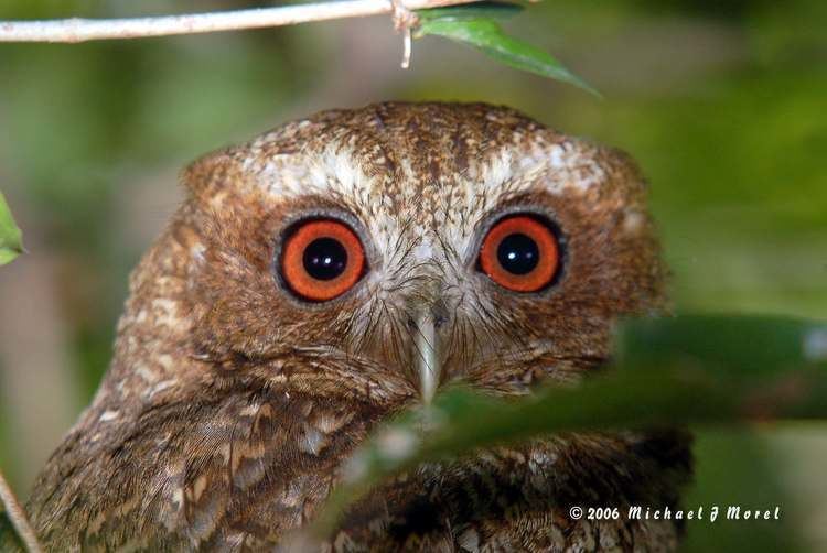 Puerto Rican screech owl Puerto Rican ScreechOwl AvesPRorg