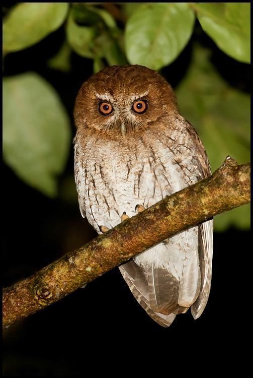 Puerto Rican screech owl Puerto Rican Screechowl Megascops nudipes videos photos and