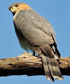 Puerto Rican sharp-shinned hawk httpsuploadwikimediaorgwikipediacommonsthu