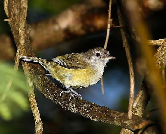 Puerto Rican vireo wwwbirdforumnetopusimages999PuertoRicanVi