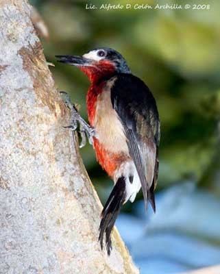 Puerto Rican woodpecker Puerto Rican Woodpecker