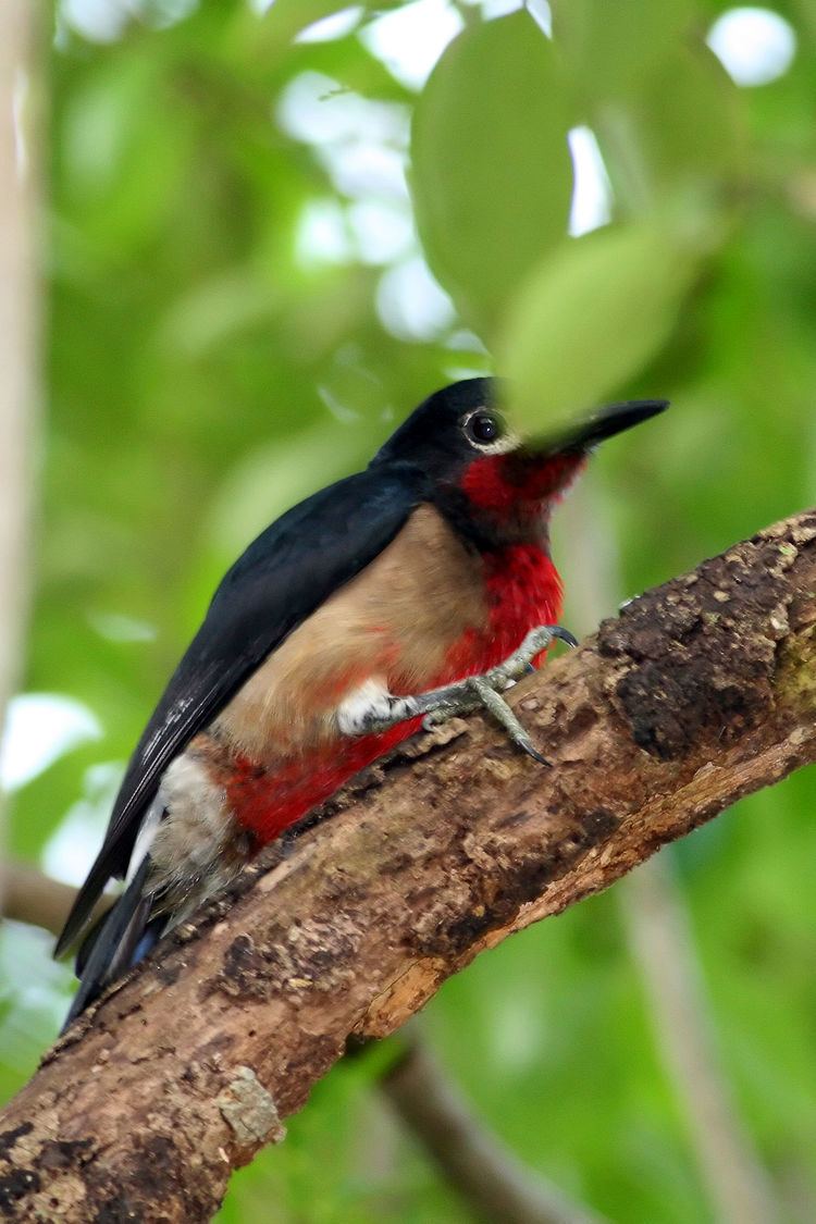 Puerto Rican woodpecker Puerto Rican woodpecker Wikipedia