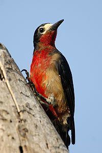Puerto Rican woodpecker 1000 images about Birds of Puerto Rico on Pinterest Passerine