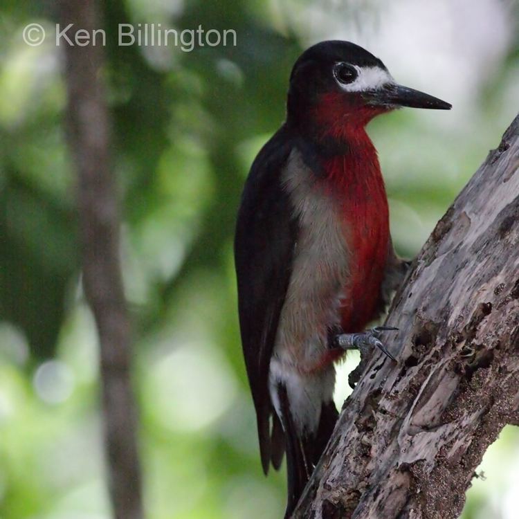 Puerto Rican woodpecker Puerto Rican Woodpecker Melanerpes portoricensis Focusing on Wildlife
