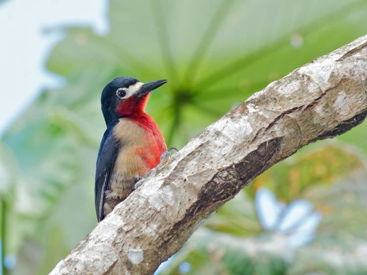 Puerto Rican woodpecker Puerto Rican Woodpecker Melanerpes portoricensis videos photos