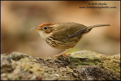 Puff-throated babbler throated Babbler Pellorneum ruficeps