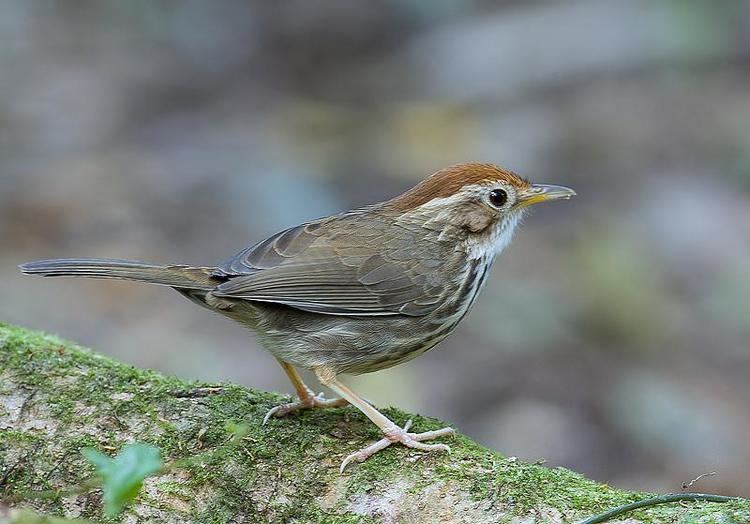 Puff-throated babbler Puffthroated Babbler Pellorneum ruficeps videos photos and sound