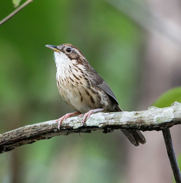 Puff-throated babbler FilePuffthroated Babbler 14522913494jpg Wikimedia Commons