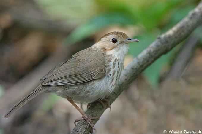 Puff-throated babbler delhibird The Northern India Bird Network Home