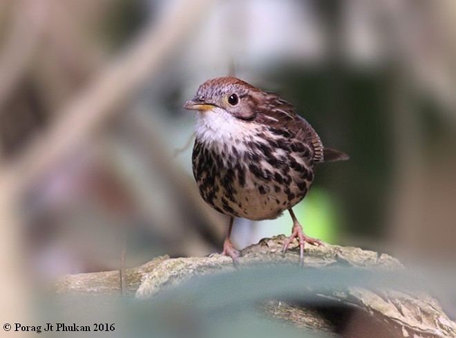 Puff-throated babbler Oriental Bird Club Image Database Puffthroated Babbler