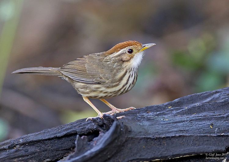 Puff-throated babbler Puffthroated Babbler Pellorneum ruficeps Barraimaging