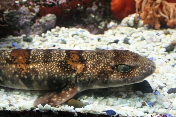 Puffadder shyshark Puffadder shyshark Species Two Oceans Aquarium Cape Town South