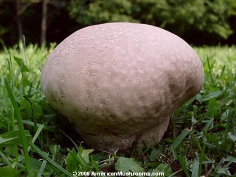 Puffball Giant Puffball and Other Edible Wild Puffball Mushrooms