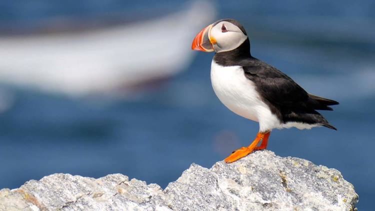 Puffin Puffins seabirds nest in St John39s Newfoundland every summer