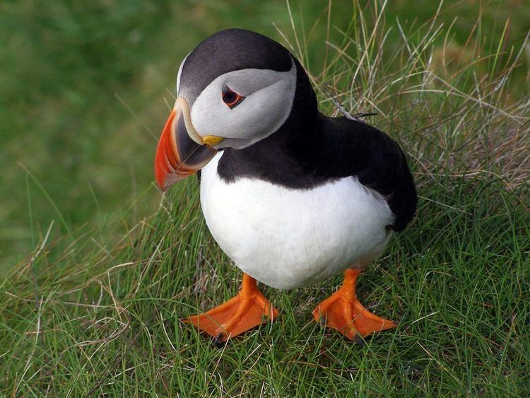 Puffin Puffin