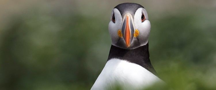 Puffin The RSPB Puffin