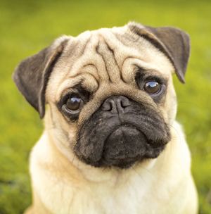 Pug Could the Pug or the Papillon be the Breed for You Modern Dog