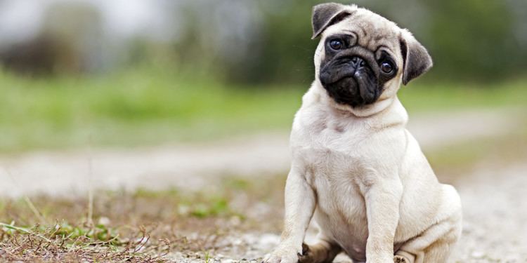Pug Stop the PugShaming Now The Huffington Post
