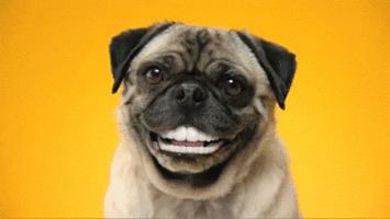 Pug Pug GIFs Find amp Share on GIPHY