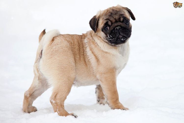 Pug Pug Dog Breed Information Facts Photos Care Pets4Homes