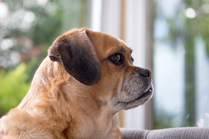 Puggle Puggle Dog Breed Information Pictures Characteristics amp Facts