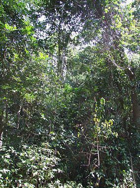 Pugu Hills Forest Reserve httpsuploadwikimediaorgwikipediacommonsthu