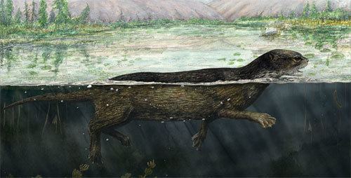 Puijila Puijila the walking seal a beautiful transitional fossil Phenomena